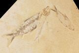 Fossil Fish Plate (Diplomystus & Knightia) - Wyoming #91589-5